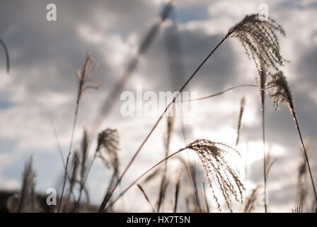 Silber Rasen in Hakone, Japan Stockfoto