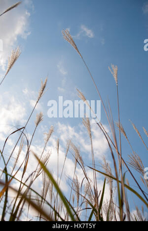 Silber Rasen in Hakone, Japan Stockfoto