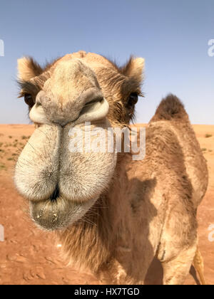 Camelus Dromedarius hautnah Dromedar (auch bekannt als arabische Kamel) Blick in die Kamera in sehr Porträt, vertikalen Rahmen, lustig. Stockfoto