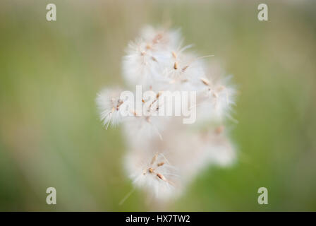 Silber Rasen in Hakone, Japan Stockfoto