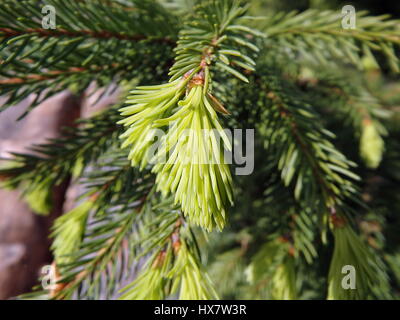 grünen Zweig Fichte Stockfoto