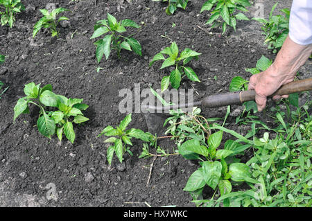 Gärtner hochziehen Unkraut mit der Hacke in der Pfeffer Plantage Stockfoto