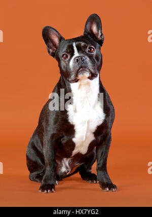 Französische Bulldogge in Studio mit braunem Hintergrund Stockfoto