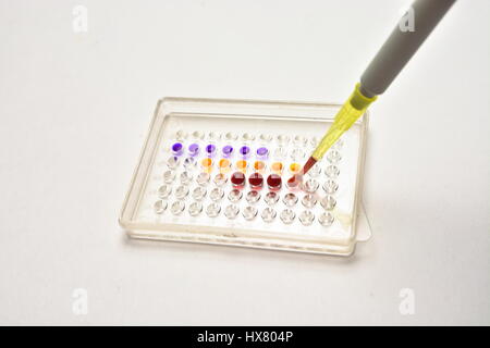 Tests im Labor. Anwendungsbeispiele-Pipette in die Vertiefungen. Stockfoto