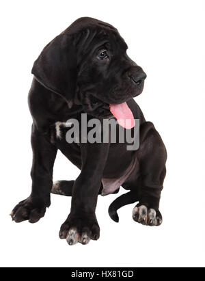 Eine schwarze Deutsche Dogge Welpe Studio gedreht, isoliert auf weißem Hintergrund. Stockfoto