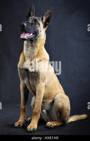 Haushund in einem Fotostudio, einer belgischen Schäferhund Malinois sitzt auf einem schwarzen Hintergrund fotografiert. Stockfoto