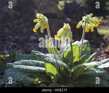 Die schöne gelbe Frühlingsblumen von Primula Veris auch bekannt als Schlüsselblume oder Primel, inmitten der Natur im Freien, Hintergrundbeleuchtung von der Morgensonne. Stockfoto