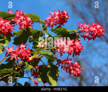 Die Vorfrühlingsblüher Ribes Sanguineum auch bekannt als blühende Johannisbeere oder rote Blume Johannisbeere vor dem Hintergrund des blauen Himmels. Stockfoto