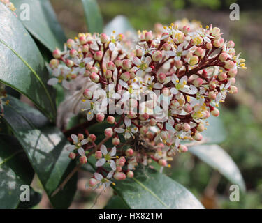 Die hübschen weißen Blüten Skimmia Japonica auch bekannt als japanische Skimmia ein Frühling Blüte immergrüner Strauch. Stockfoto