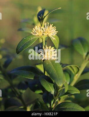 Die kleinen weißen Blüten von Buxus Sempervirens, auch bekannt als Buchsbaum oder gemeinsame Box, im Freien. Stockfoto