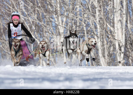 Kamtschatka, Russland: Kids Wettbewerben Sled Dog Race Dyulin (Beringia). Hundeschlitten jungen Kamtschatka Musher Krivogornitsyna Christina läuft. Stockfoto