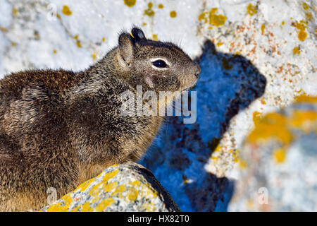 California-Ziesel Stockfoto