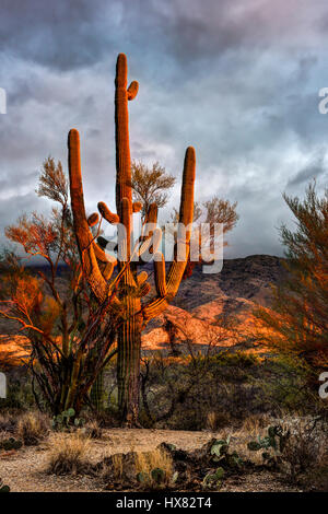 Saguaro in Dämmerung Stockfoto