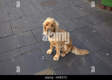 traurig cute adorable Spaniel Welpe auf Bürgersteig verlorenen Hund aussehen Stockfoto
