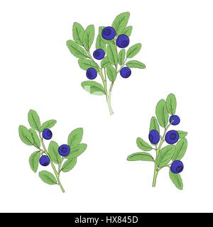 Eingestellten Blueberry Zweige mit Beeren und Blätter auf einem weißen Hintergrund. Zweige von Heidelbeere schwarze Linien gemalt und gefüllt mit hellen Farben wie von Hand gezeichnet ve Stock Vektor