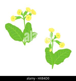 Satz von Vektor-Zweige blühen gelbe Primel Blätter auf einem weißen Hintergrund, handgezeichneten. Isoliert. Vektor-illustration Stock Vektor
