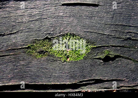Moos aus Holz Barriere Stockfoto