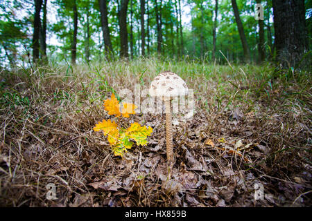 Parasol-Pilz in einem Wald Stockfoto