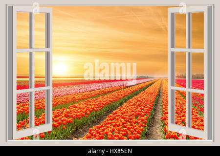 Window with beautiful spring tulips flowers garden in Netherlands. Stockfoto