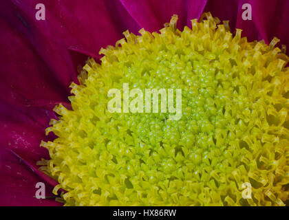 Makrofoto der Chrysantheme Zentrum. Stockfoto