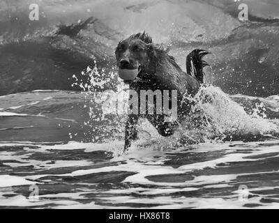 Labrador Retriever holt Ball durch Strand surfen, Monochrom Stockfoto