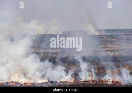 Heidekraut brennen an den Hängen des wie Tallon, Barningham Moor, Durham gesteuert. Vorbereitung des Lebensraums für Moorschneehuhn Stockfoto