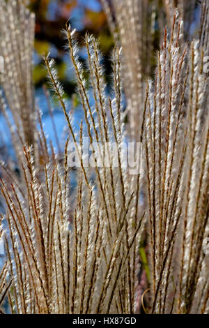 Dekorative Gras closeup im Herbst Stockfoto