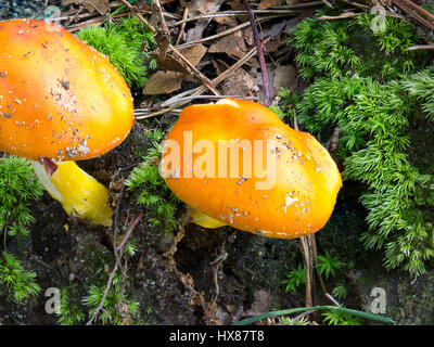 Zwei orangefarbene Pilze auf Waldboden Stockfoto