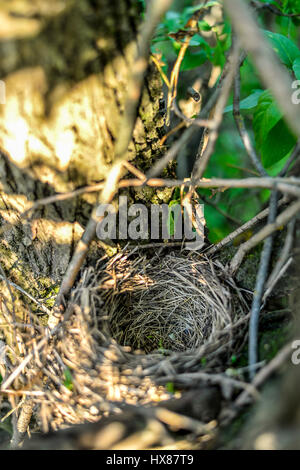 Schließen Sie leere Vögel Nest im Baum Stockfoto