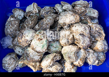 große Haufen von Austernschalen auf blauem Hintergrund Stockfoto