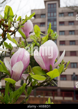 Rosa Magnolien Blumen im Hintergrund unscharf Stadt Stockfoto