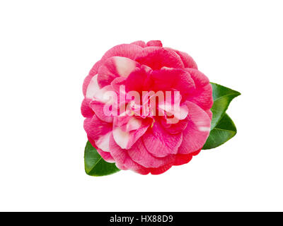 Weiß-rosa bicolor formale Doppel Fpeony Form Kamelie mit Blättern isoliert auf weiss Stockfoto