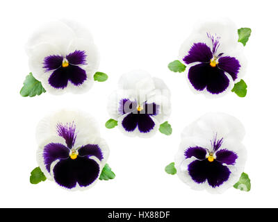 Fünf weiße und violette Stiefmütterchen Blumen isoliert auf weiss Stockfoto