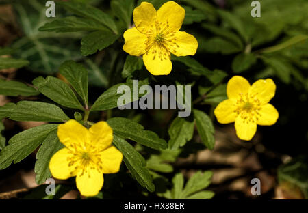 Die gelbe Buschwindröschen (lateinisch: Anemone Ranunculoides) blüht im Wald Stockfoto