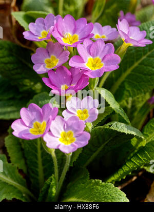 Das Primula (lateinisch: Primula Spectabilis) blüht im Wald Stockfoto