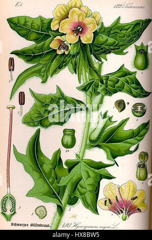Die Flora von Deutschland Österreich und der Schweiz von Prof. Dr. Otto Wilhelm Thomé ist ein botanisches Werk, das Pflanzen aus Deutschland, Österreich und der Schweiz beschreibt. Der Eintrag zu „Schwarzes Bilsenkraut“ (Hyoscyamus niger), auch bekannt als „henbane“, erforscht seine botanischen Eigenschaften. Stockfoto