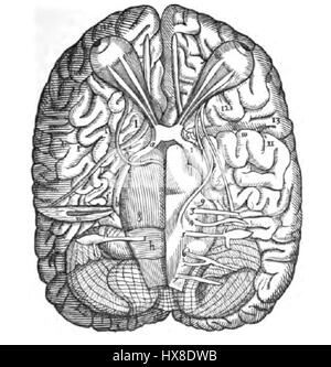 Die Varolio-Illustration zeigt eine anatomische Struktur, insbesondere die Varolio-Brücke, ein wichtiger Teil des Hirnstamms, der an der Kommunikation zwischen Gehirn und Rückenmark beteiligt ist. Die Abbildung dient als detaillierte Studie zur Neuroanatomie. Stockfoto