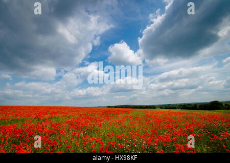 Mohnfeld in voller Blüte Kent England Uk Stockfoto