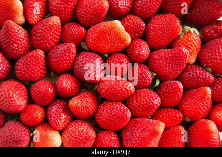 Hintergrund aus erntefrischen Erdbeeren direkt über Stockfoto