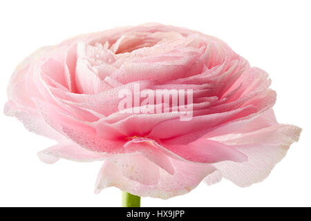 Frische Ranunkel Blüte mit Wassertropfen auf weiß Stockfoto