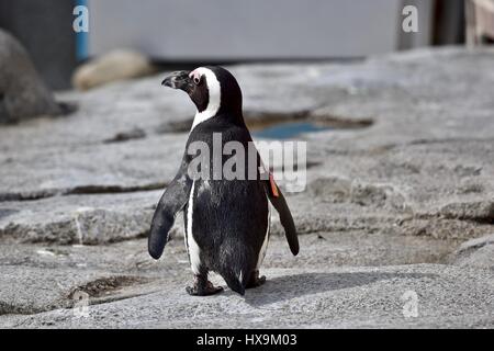 Baltimore, USA. 25. März 2017. Afrikanische Pinguine (Spheniscus Demersus) genießen Sie einen warmen Frühlingstag im Zoo von Maryland. Photo Credit: Jeramey Lende/Alamy Live-Nachrichten Stockfoto