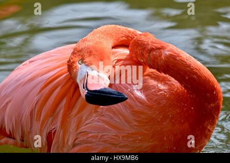 Ein Karibik Flamingo (Pheonicopterus Ruber Ruber) planschen im Wasser an einem warmen Frühlingstag Stockfoto