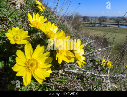 Lebus, Deutschland. 26. März 2017. Adonis-Blumen blühen in den Hügeln im Landkreis Maerkisch-Oderland Lebus, Deutschland, 26. März 2017. Das Gebiet zwischen Lebus und Szehinskyj in Brandenburg ist eines der größten kontinuierlichen Adonisian Gebiete in Europa. In Brandenburg Auftreten dieser streng geschützten Arten nur an den Pontischen hängen nördlich von Frankfurt (Oder). Für die giftigen Blumen wurde das Gebiet eine trocken-Rasen-Reserve im Jahr 1984 erklärt. Foto: Patrick Pleul/Dpa-Zentralbild/Dpa/Alamy Live News Stockfoto