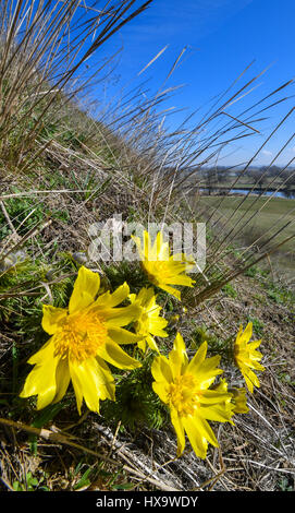 Lebus, Deutschland. 26. März 2017. Adonis-Blumen blühen in den Hügeln im Landkreis Maerkisch-Oderland Lebus, Deutschland, 26. März 2017. Das Gebiet zwischen Lebus und Szehinskyj in Brandenburg ist eines der größten kontinuierlichen Adonisian Gebiete in Europa. In Brandenburg Auftreten dieser streng geschützten Arten nur an den Pontischen hängen nördlich von Frankfurt (Oder). Das Gebiet wurde eine trocken-Rasen-Reserve im Jahr 1984 für die giftigen Blumen erklärt. Foto: Patrick Pleul/Dpa-Zentralbild/Dpa/Alamy Live News Stockfoto