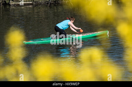 Frankfurt am Main, Deutschland. 26. März 2017. Ein Stand up Paddler kniet auf ihrer sportlichen Gerät in Frankfurt am Main, 26. März 2017. Im Vordergrund sind einige blühende Forsythien. Foto: Andreas Arnold/Dpa/Alamy Live-Nachrichten Stockfoto