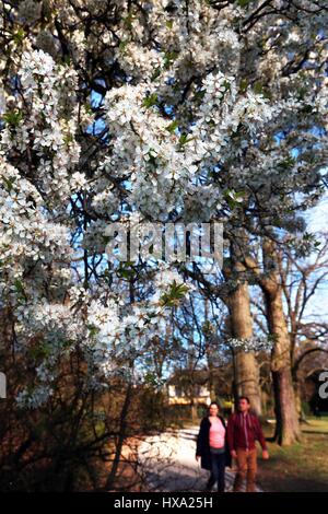 Frankfurt am Main, Deutschland. 26. März 2017. Menschen genießen Sie den warmen Frühling in Frankfurt am Main, 26. März 2017. Bildnachweis: Luo Huanhuan/Xinhua/Alamy Live-Nachrichten Stockfoto