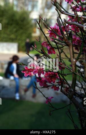 Frankfurt am Main, Deutschland. 26. März 2017. Menschen genießen Sie den warmen Frühling in Frankfurt am Main, 26. März 2017. Bildnachweis: Luo Huanhuan/Xinhua/Alamy Live-Nachrichten Stockfoto