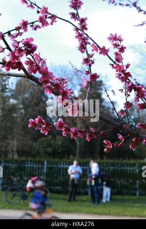 Frankfurt am Main, Deutschland. 26. März 2017. Menschen genießen Sie den warmen Frühling in Frankfurt am Main, 26. März 2017. Bildnachweis: Luo Huanhuan/Xinhua/Alamy Live-Nachrichten Stockfoto