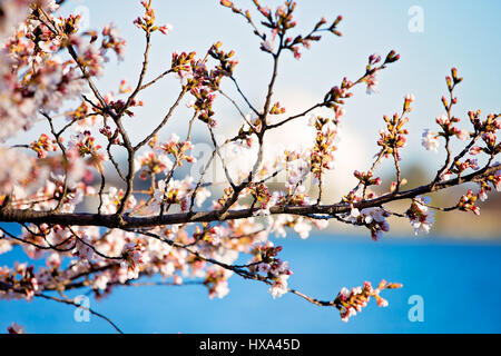 Japanische Cherry Blossom Baum vor dem Gipfel blühen entlang der Tidal Basin auf der National Mall in Washington, D.C. am 22. März 2017. Stockfoto