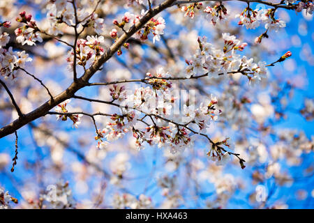 Japanische Cherry Blossom Baum vor dem Gipfel blühen entlang der Tidal Basin auf der National Mall in Washington, D.C. am 22. März 2017. Stockfoto